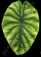 decal leaf 0002